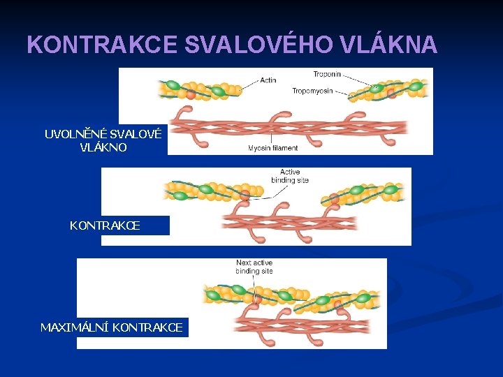 KONTRAKCE SVALOVÉHO VLÁKNA UVOLNĚNÉ SVALOVÉ VLÁKNO KONTRAKCE MAXIMÁLNÍ KONTRAKCE 