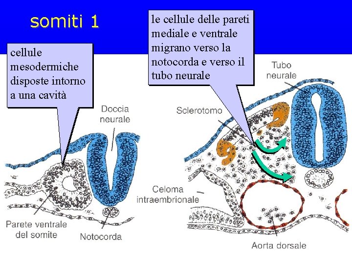 somiti 1 cellule mesodermiche disposte intorno a una cavità le cellule delle pareti mediale