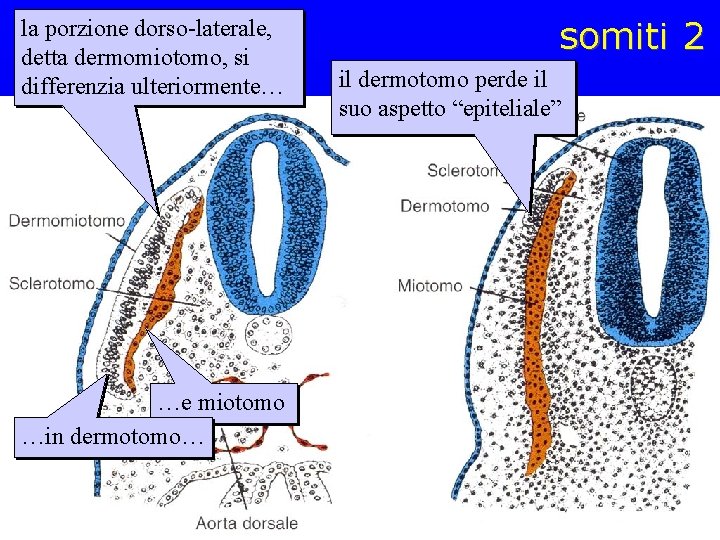 la porzione dorso-laterale, detta dermomiotomo, si differenzia ulteriormente… …e miotomo …in dermotomo… somiti 2