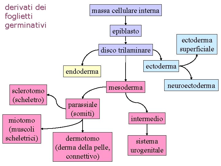 derivati dei foglietti germinativi massa cellulare interna epiblasto ectoderma superficiale disco trilaminare ectoderma endoderma