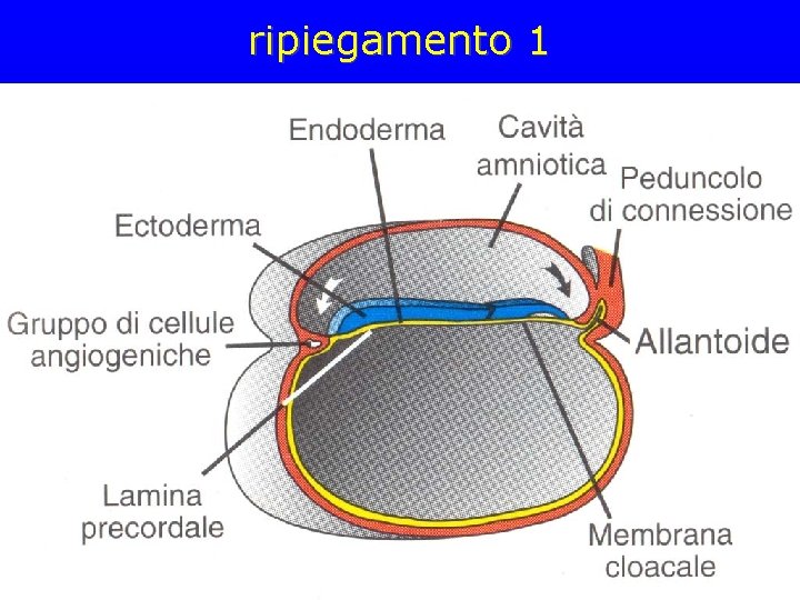 ripiegamento 1 