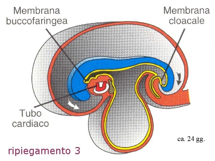 ca. 24 gg. ripiegamento 3 