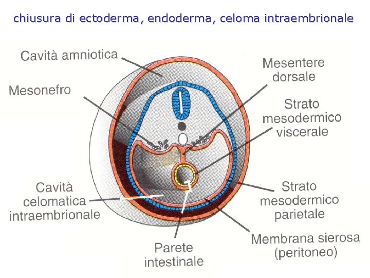 chiusura di ectoderma, endoderma, celoma intraembrionale 