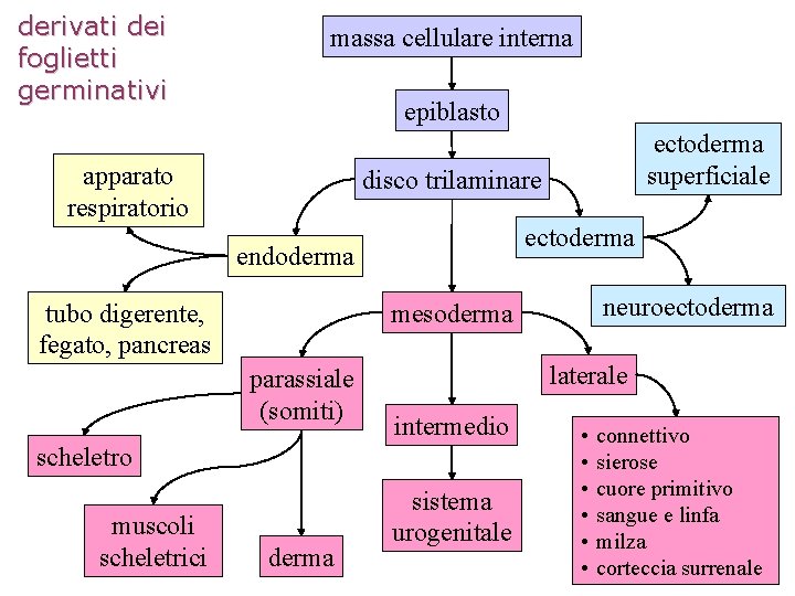 derivati dei foglietti germinativi massa cellulare interna epiblasto apparato respiratorio disco trilaminare ectoderma endoderma