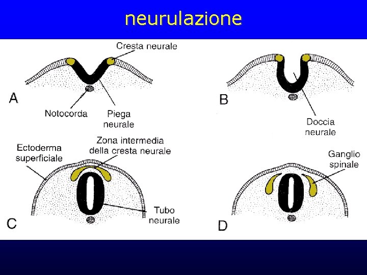 neurulazione 