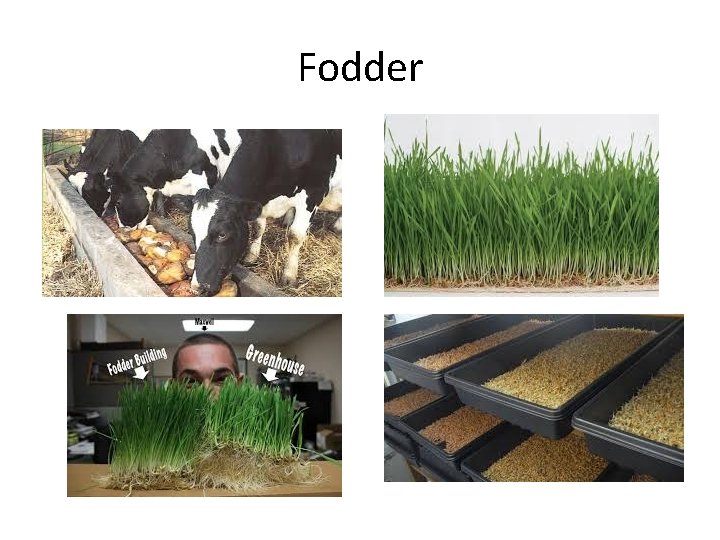 Fodder 