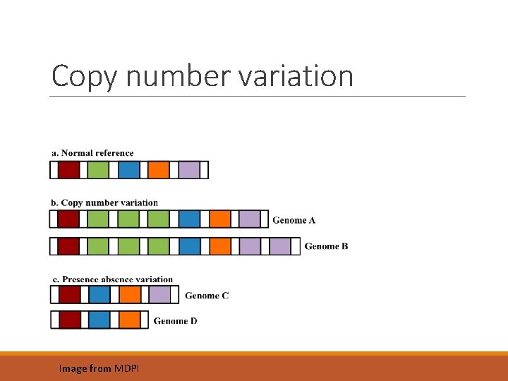 Copy number variation Image from MDPI 