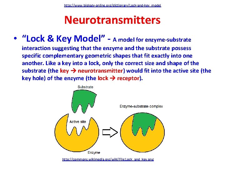 http: //www. biology-online. org/dictionary/Lock-and-key_model Neurotransmitters • “Lock & Key Model” - A model for