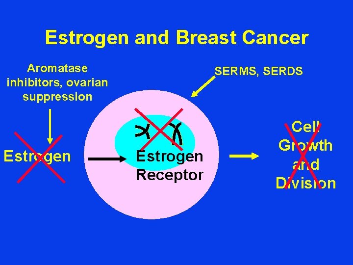 Estrogen and Breast Cancer Aromatase inhibitors, ovarian suppression Estrogen SERMS, SERDS Estrogen Receptor Cell