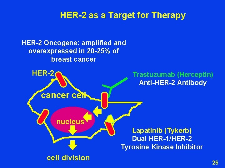 HER-2 as a Target for Therapy HER-2 Oncogene: amplified and overexpressed in 20 -25%