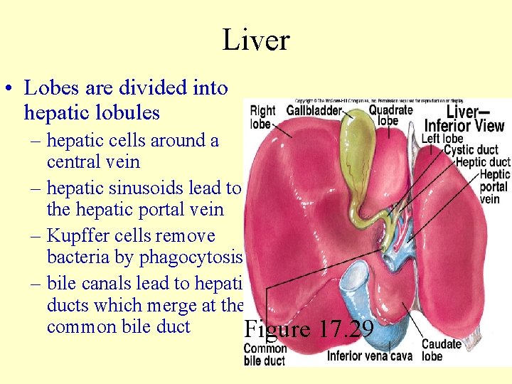 Liver • Lobes are divided into hepatic lobules – hepatic cells around a central