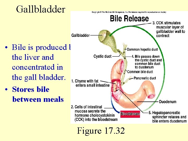 Gallbladder • Bile is produced by the liver and concentrated in the gall bladder.