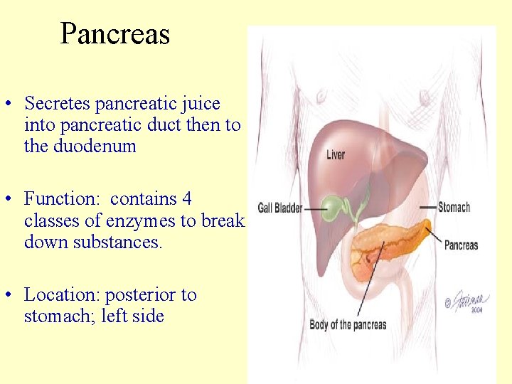 Pancreas • Secretes pancreatic juice into pancreatic duct then to the duodenum • Function: