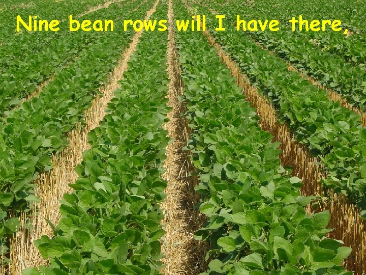 Nine bean rows will I have there, 