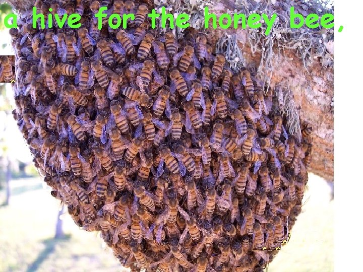 a hive for the honey bee, 