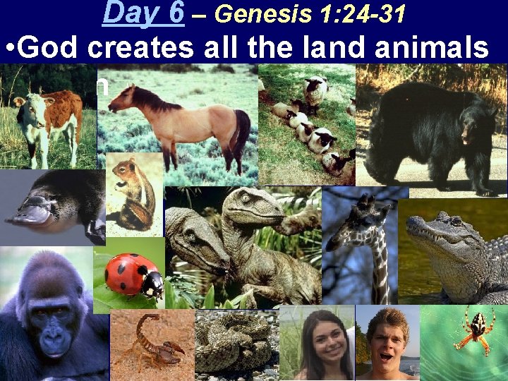 Day 6 – Genesis 1: 24 -31 • God creates all the land animals