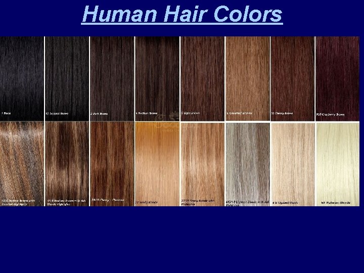 Human Hair Colors 