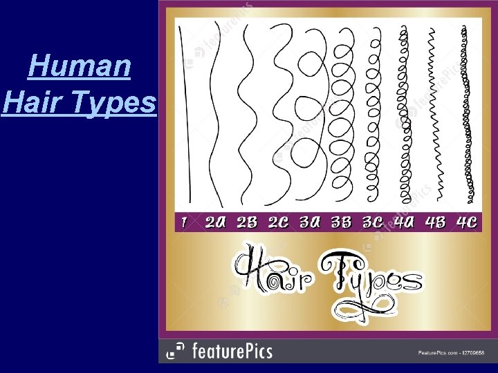 Human Hair Types 