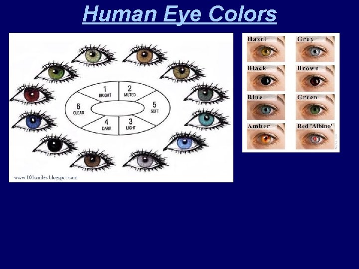 Human Eye Colors 