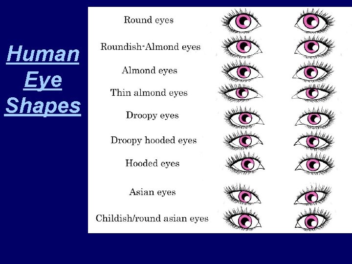 Human Eye Shapes 