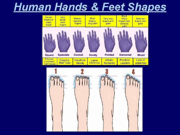 Human Hands & Feet Shapes 