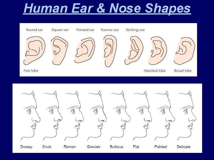 Human Ear & Nose Shapes 