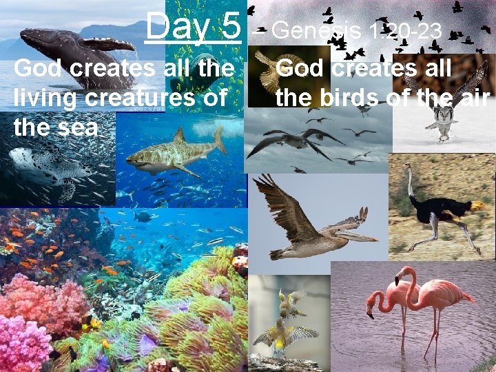 Day 5 – Genesis 1: 20 -23 God creates all the living creatures of