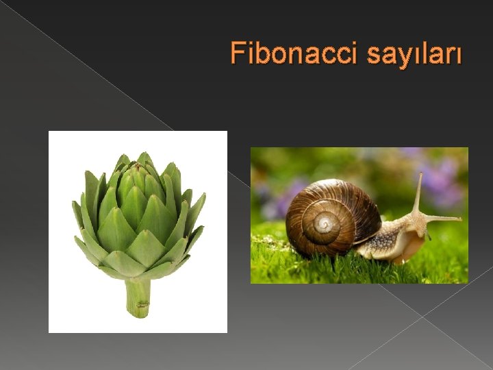 Fibonacci sayıları 