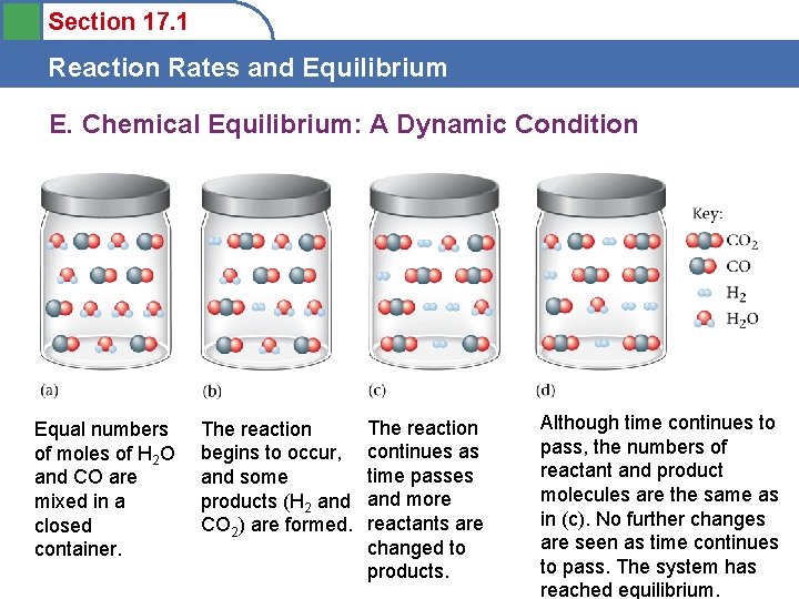 Section 17. 1 Reaction Rates and Equilibrium E. Chemical Equilibrium: A Dynamic Condition Equal