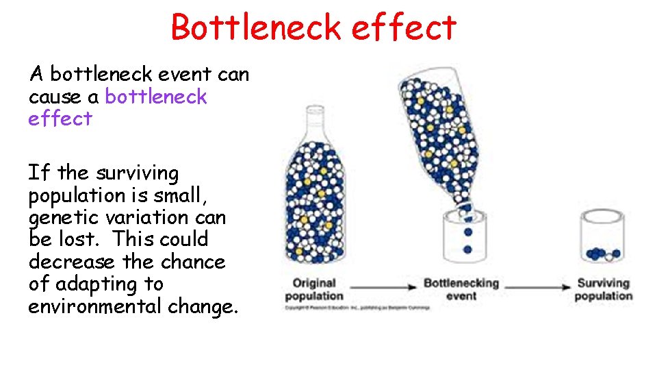 Bottleneck effect A bottleneck event can cause a bottleneck effect If the surviving population