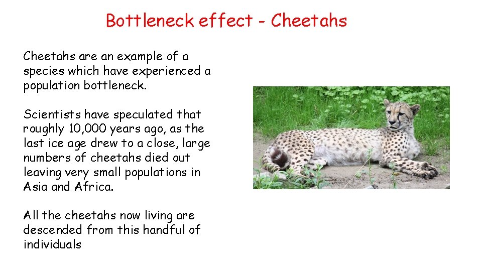 Bottleneck effect - Cheetahs are an example of a species which have experienced a