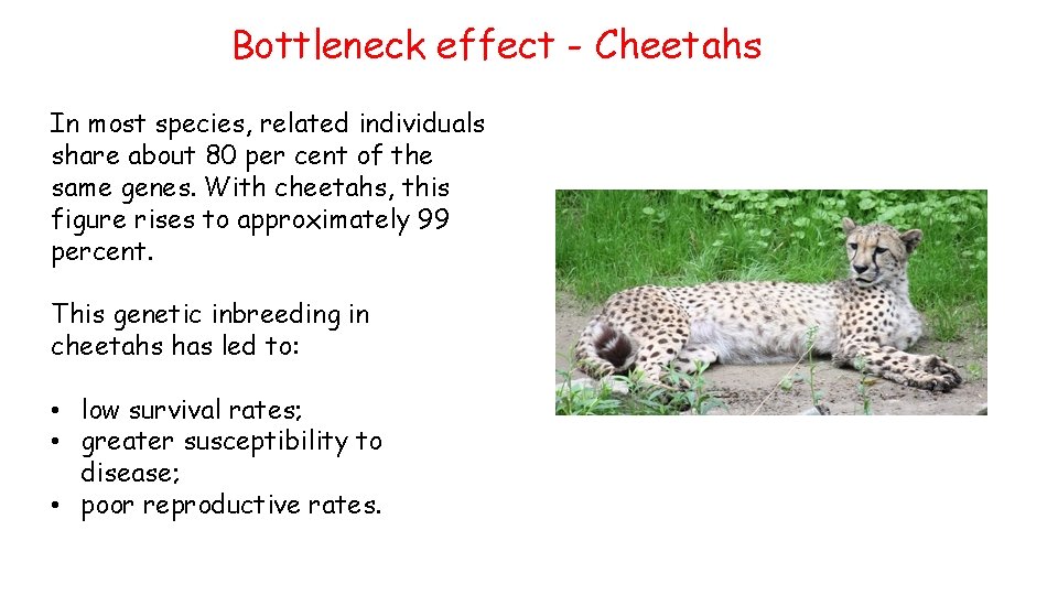 Bottleneck effect - Cheetahs In most species, related individuals share about 80 per cent