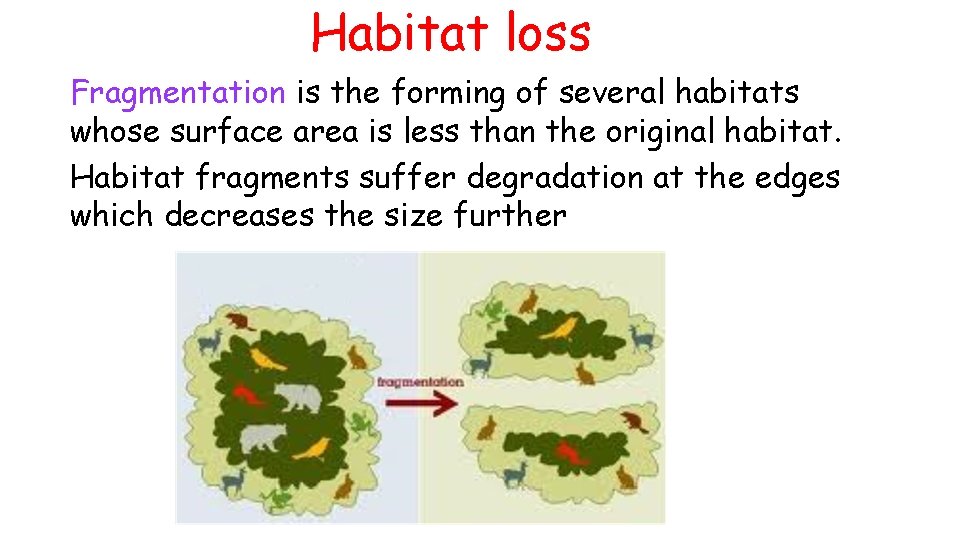 Habitat loss Fragmentation is the forming of several habitats whose surface area is less