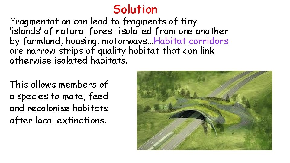 Solution Fragmentation can lead to fragments of tiny ‘islands’ of natural forest isolated from