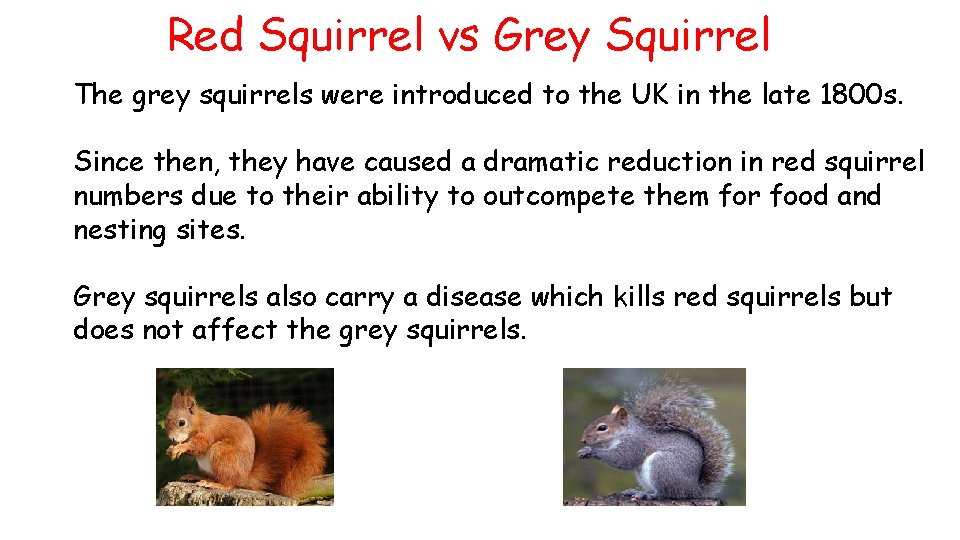 Red Squirrel vs Grey Squirrel The grey squirrels were introduced to the UK in