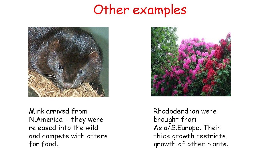 Other examples Mink arrived from N. America - they were released into the wild