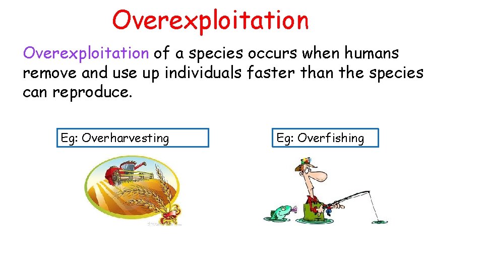 Overexploitation of a species occurs when humans remove and use up individuals faster than