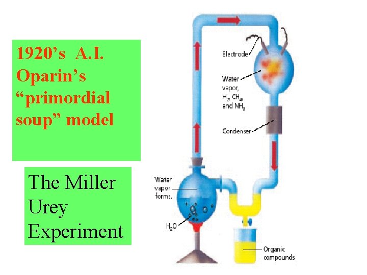 1920’s A. I. Oparin’s “primordial soup” model The Miller Urey Experiment 