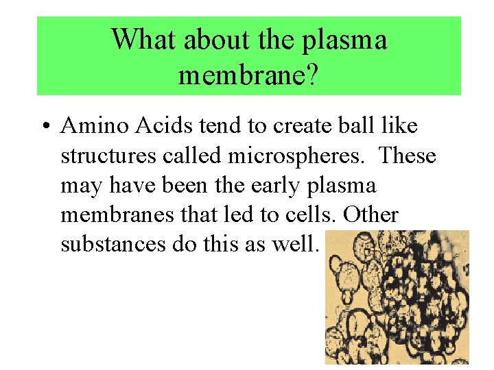 What about the plasma membrane? • Amino Acids tend to create ball like structures
