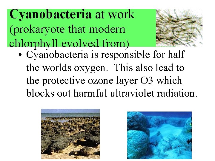 Cyanobacteria at work (prokaryote that modern chlorphyll evolved from) • Cyanobacteria is responsible for