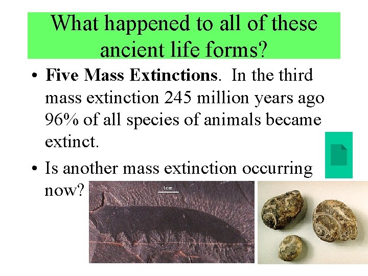 What happened to all of these ancient life forms? • Five Mass Extinctions. In