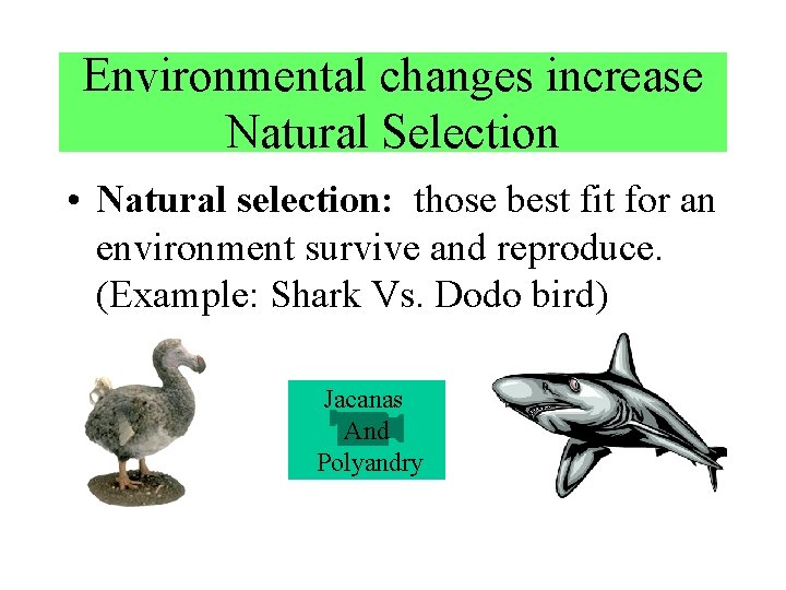 Environmental changes increase Natural Selection • Natural selection: those best fit for an environment