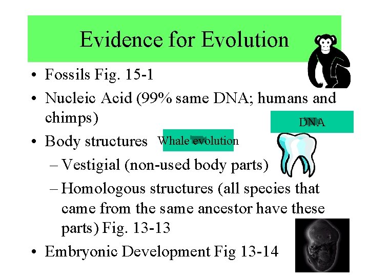 Evidence for Evolution • Fossils Fig. 15 -1 • Nucleic Acid (99% same DNA;