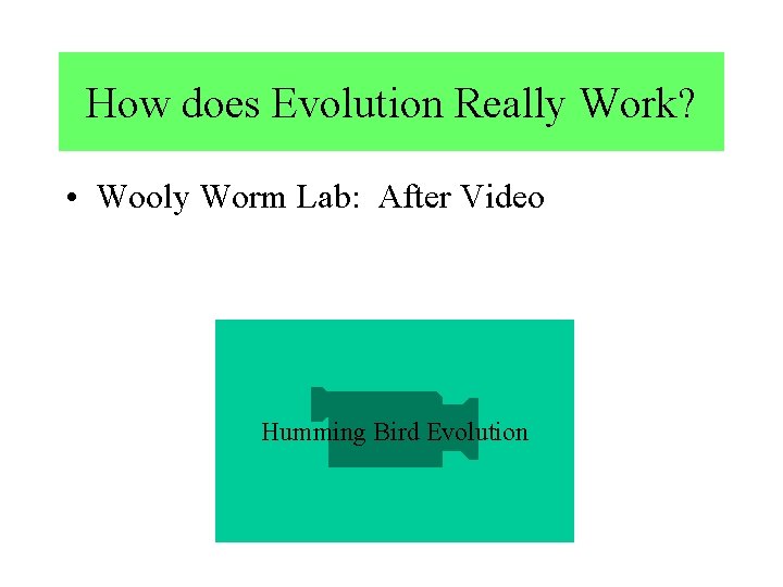 How does Evolution Really Work? • Wooly Worm Lab: After Video Humming Bird Evolution