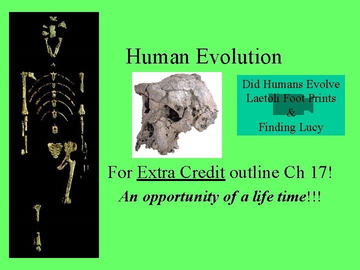 Human Evolution Did Humans Evolve Laetoli Foot Prints & Finding Lucy For Extra Credit