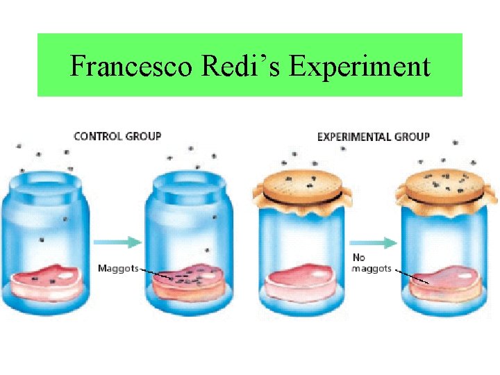 Francesco Redi’s Experiment 