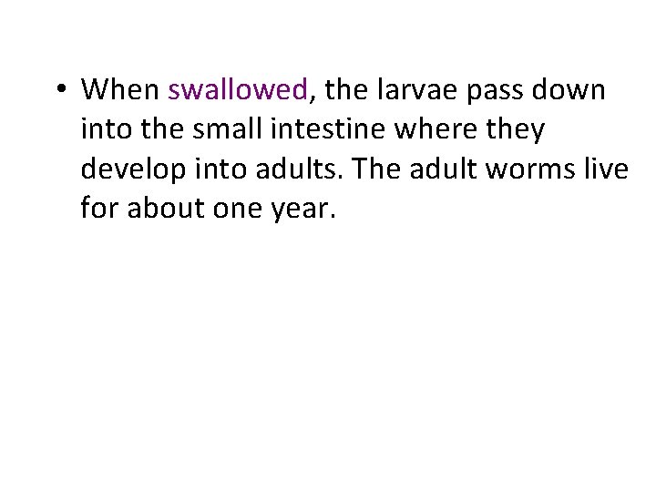  • When swallowed, the larvae pass down into the small intestine where they