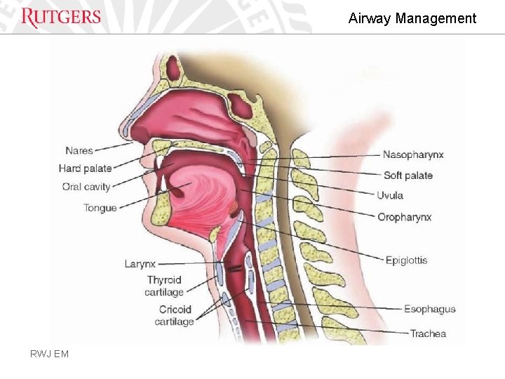 Airway Management RWJ EM 