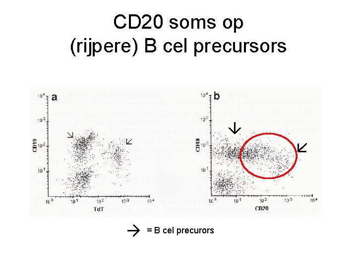 CD 20 soms op (rijpere) B cel precursors = B cel precurors 