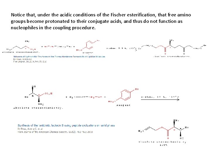 Notice that, under the acidic conditions of the Fischer esterification, that free amino groups